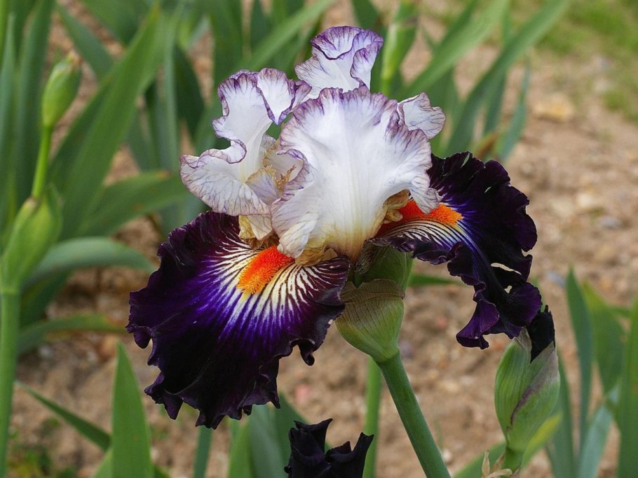 Ирис Carnival Ride