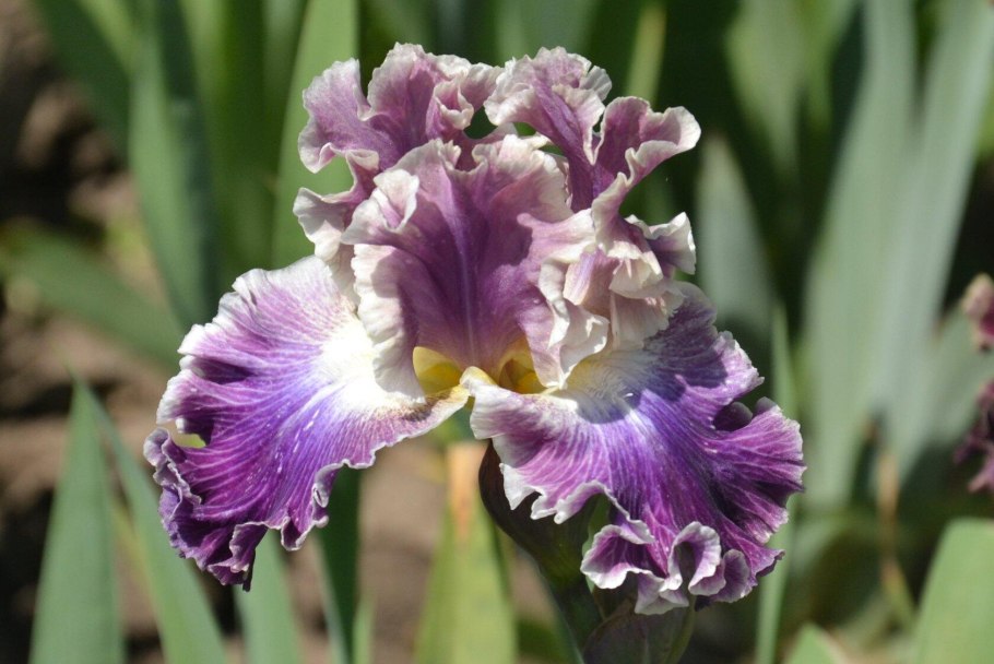 Цветок Ирис Касатик