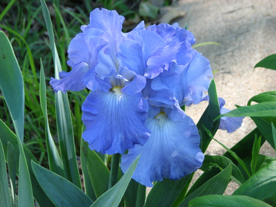 Ирис Portland Pink