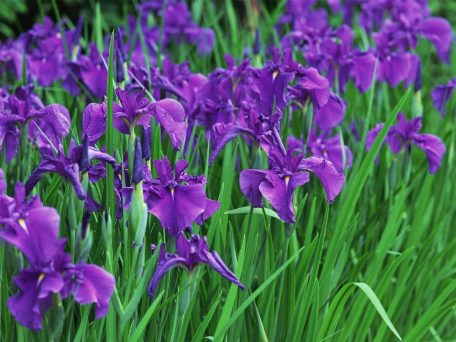 Ирис Сибирский Блю Кинг