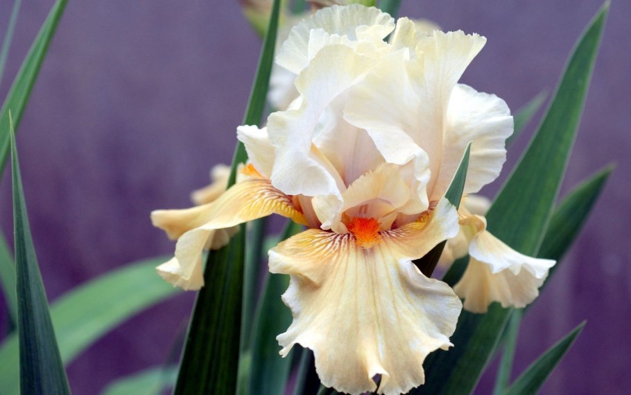 Ирис Касатик