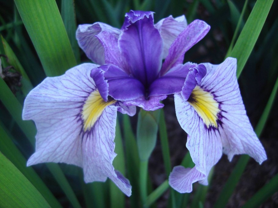 Ирис Альпийский