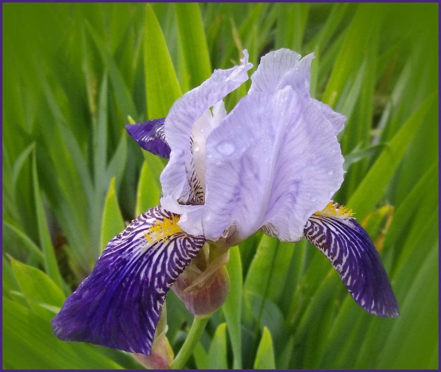 Ирис бородатый сорт Horatio