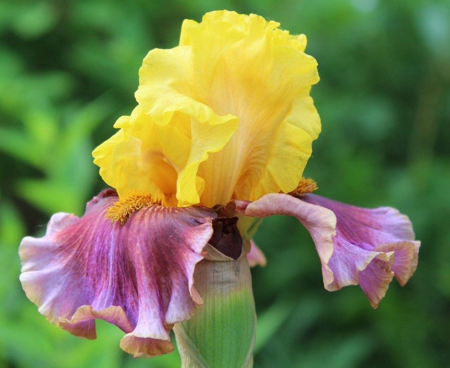 Ирис тонколистный синий