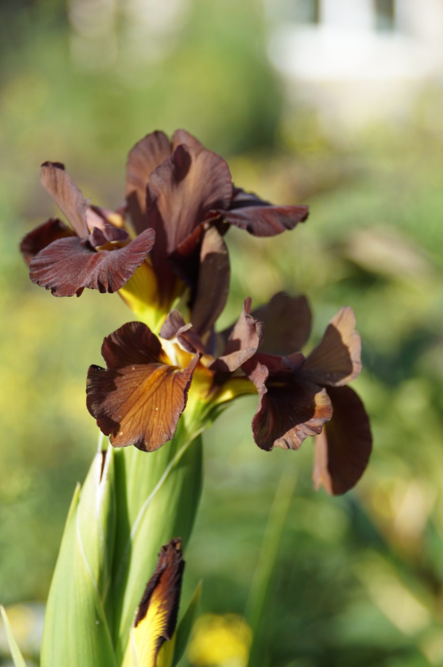 Ирис Эвбенка