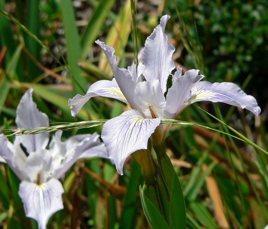 Ирис СКОУНДРЕЛ