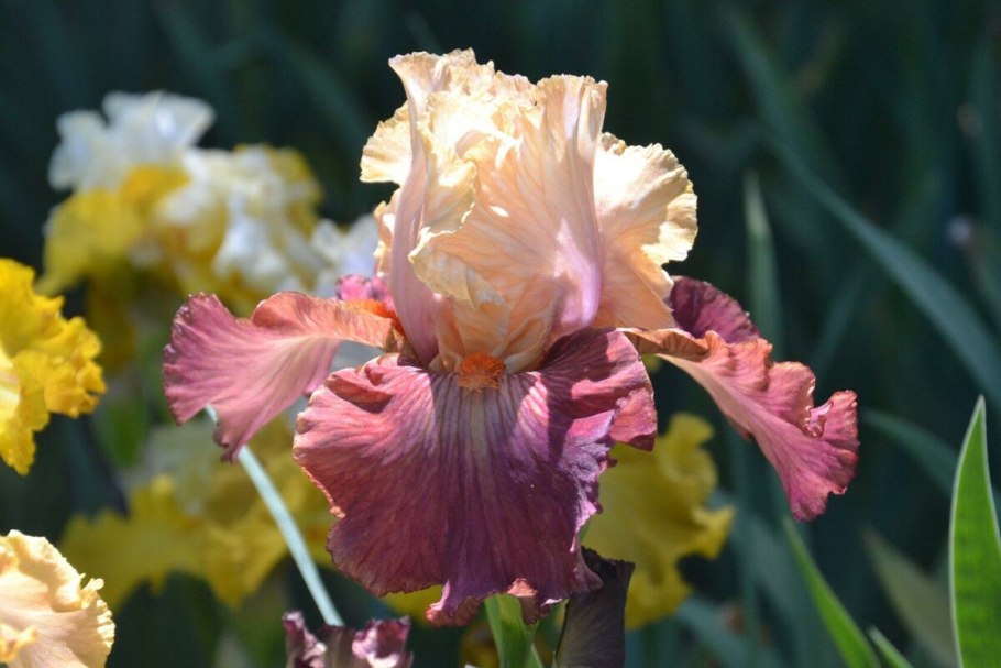 Tarhell Elf Ирис