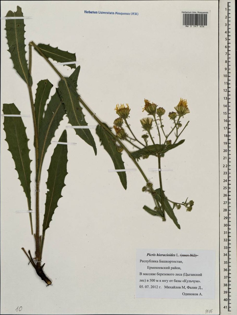 Горчак жёлтый фото