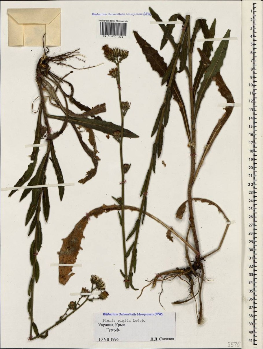 Рейхардия тингитанинская польза