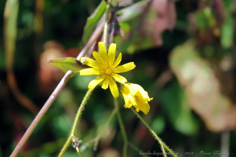 Картинки горлюхи ястебинковой