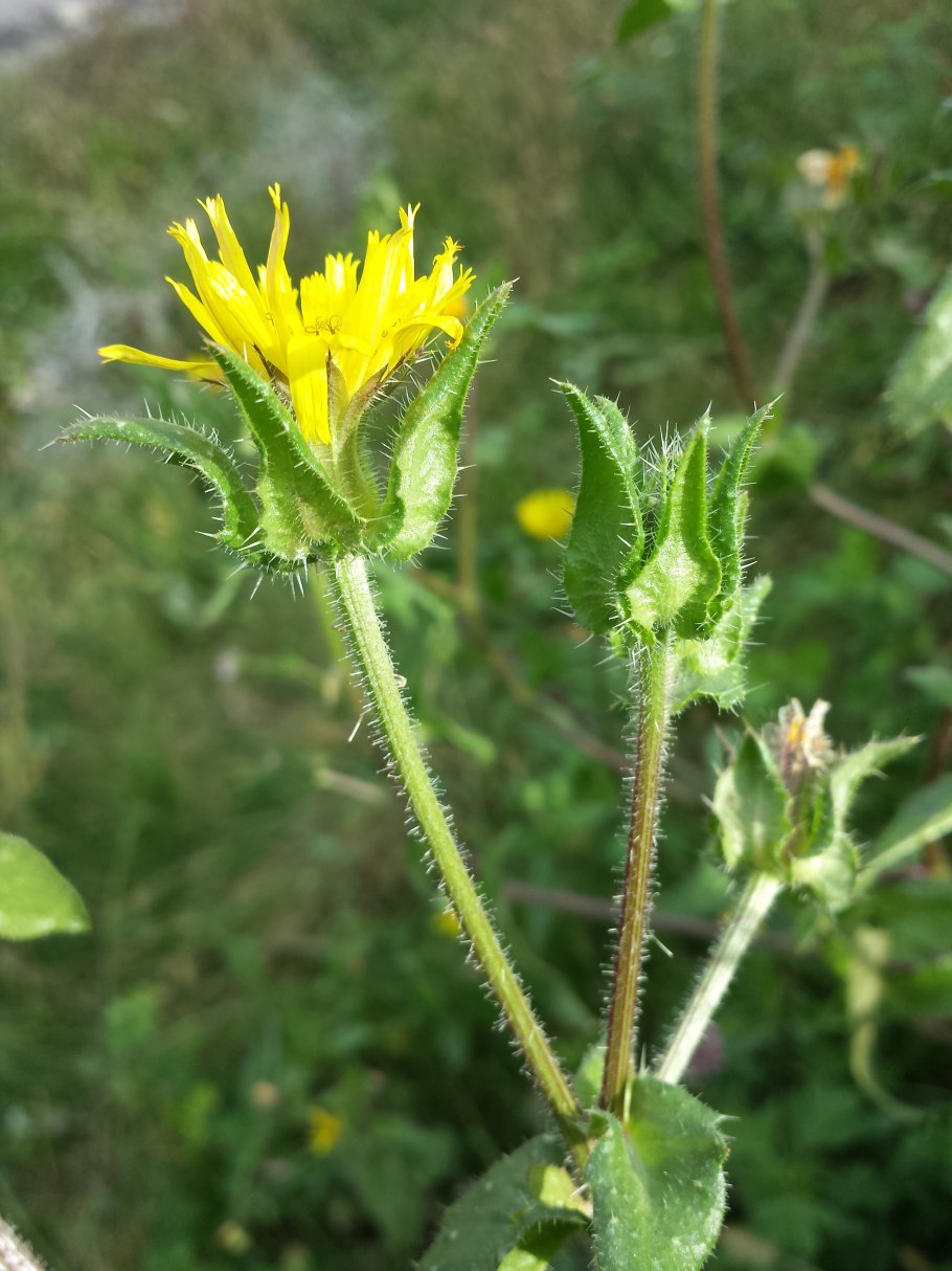 Picris echioides