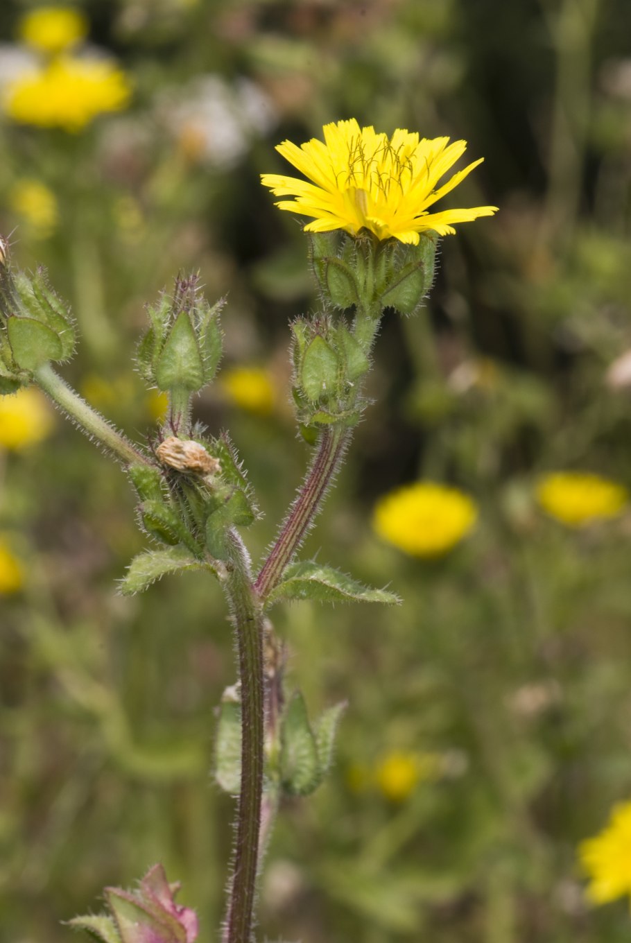 Горлюха ястребинковидная,горчак жёлтый