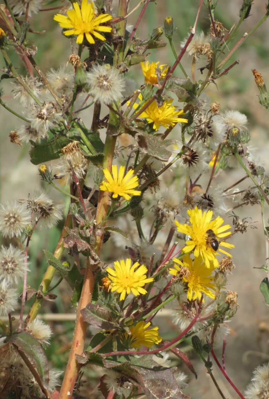 Эрехтитес ястребинковый