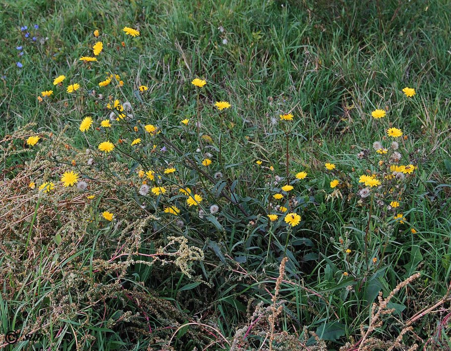 Эрехтитес ястребинковый