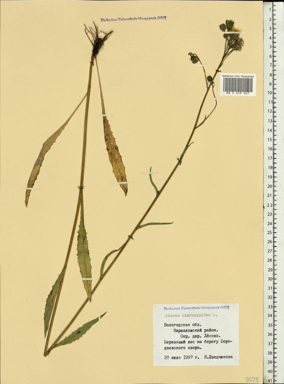 Горлюха семена