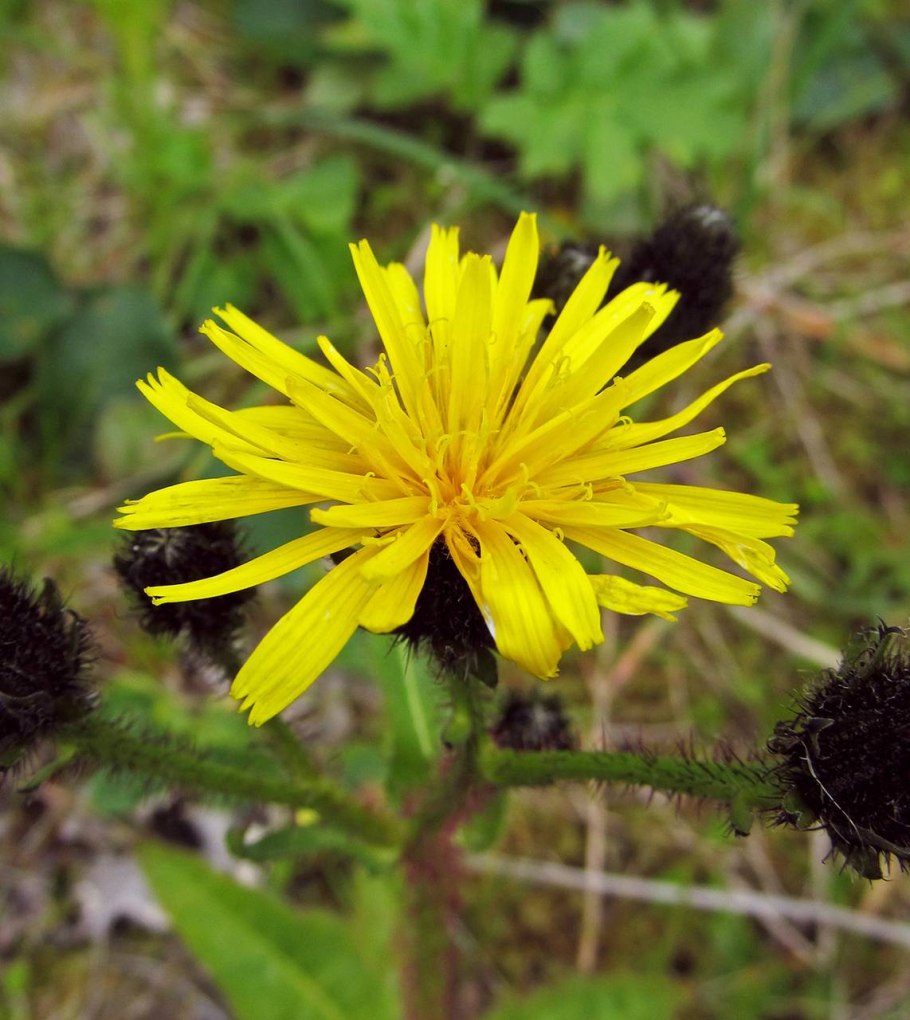Горлюха синяковидная