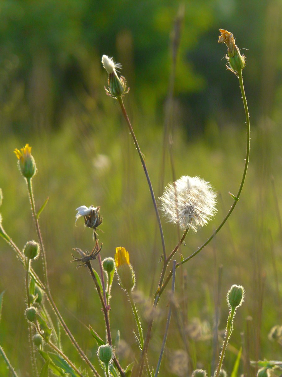 Эрехтитес ястребинковый