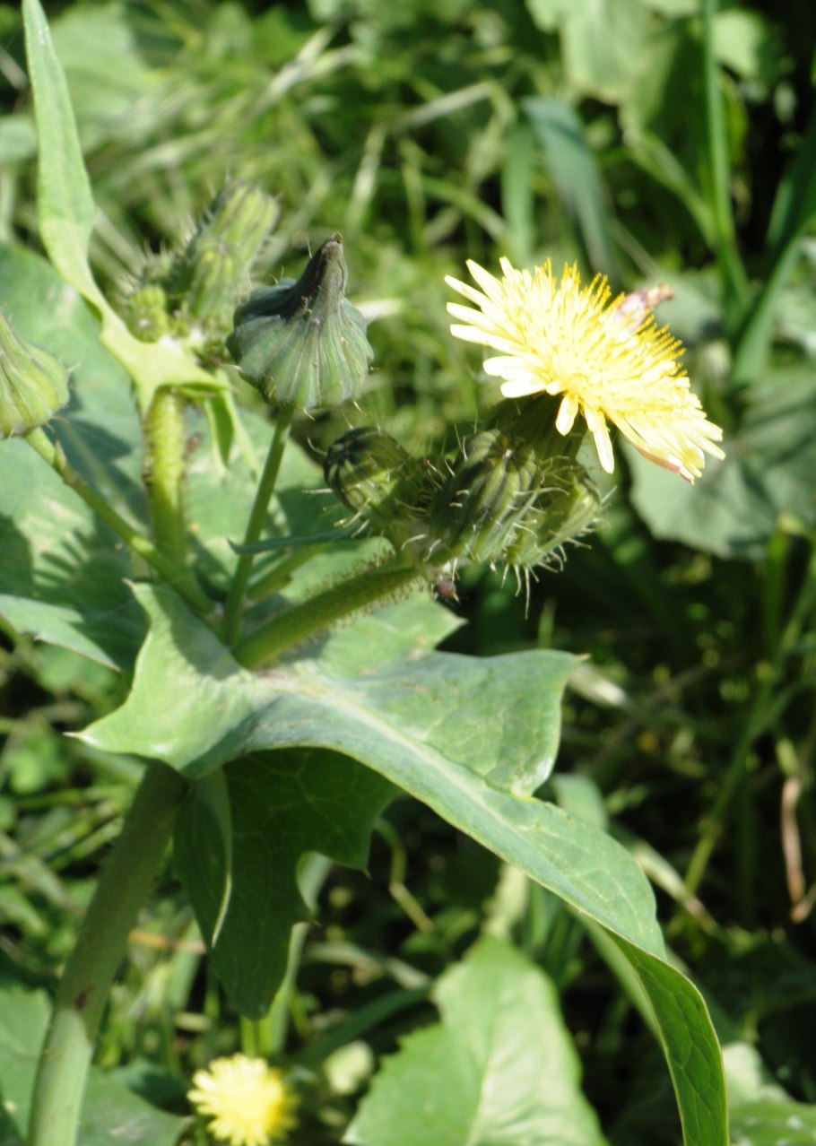 Горлюха растение ботаника