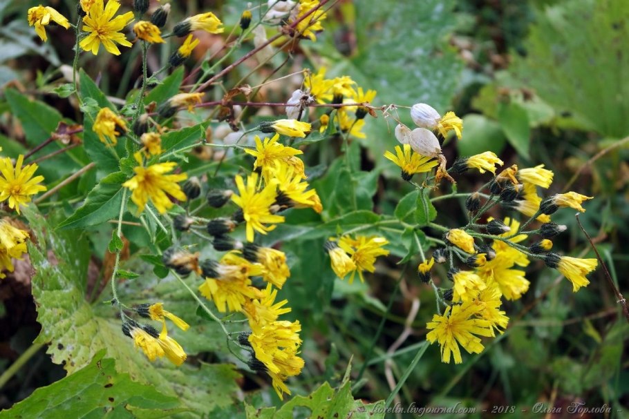 Горлюха ястребинковая или горчак жёлтый