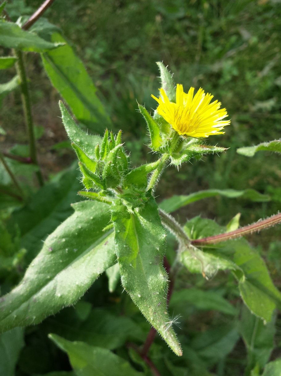 Осот шероховатый (sonchus asper l.)