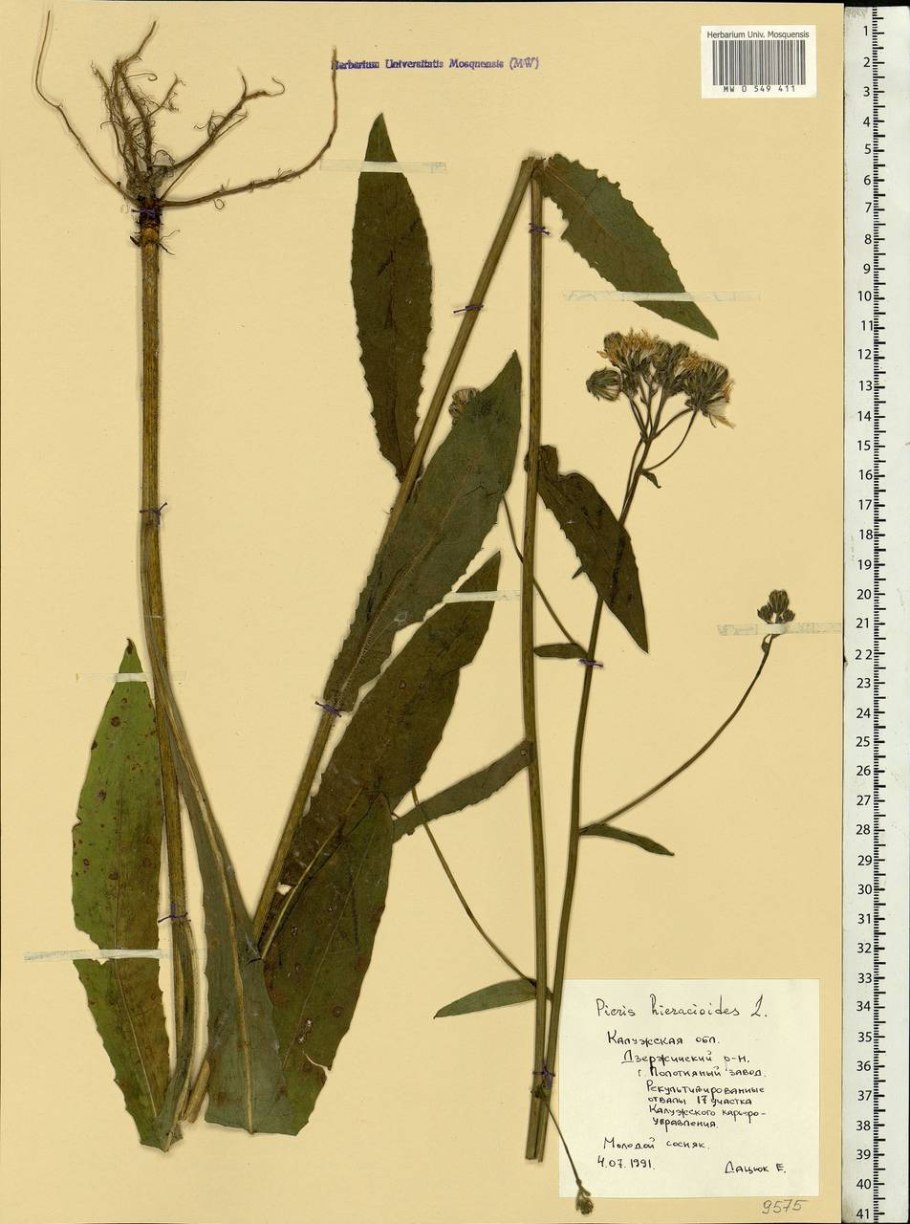 Горлюха малоцветковая