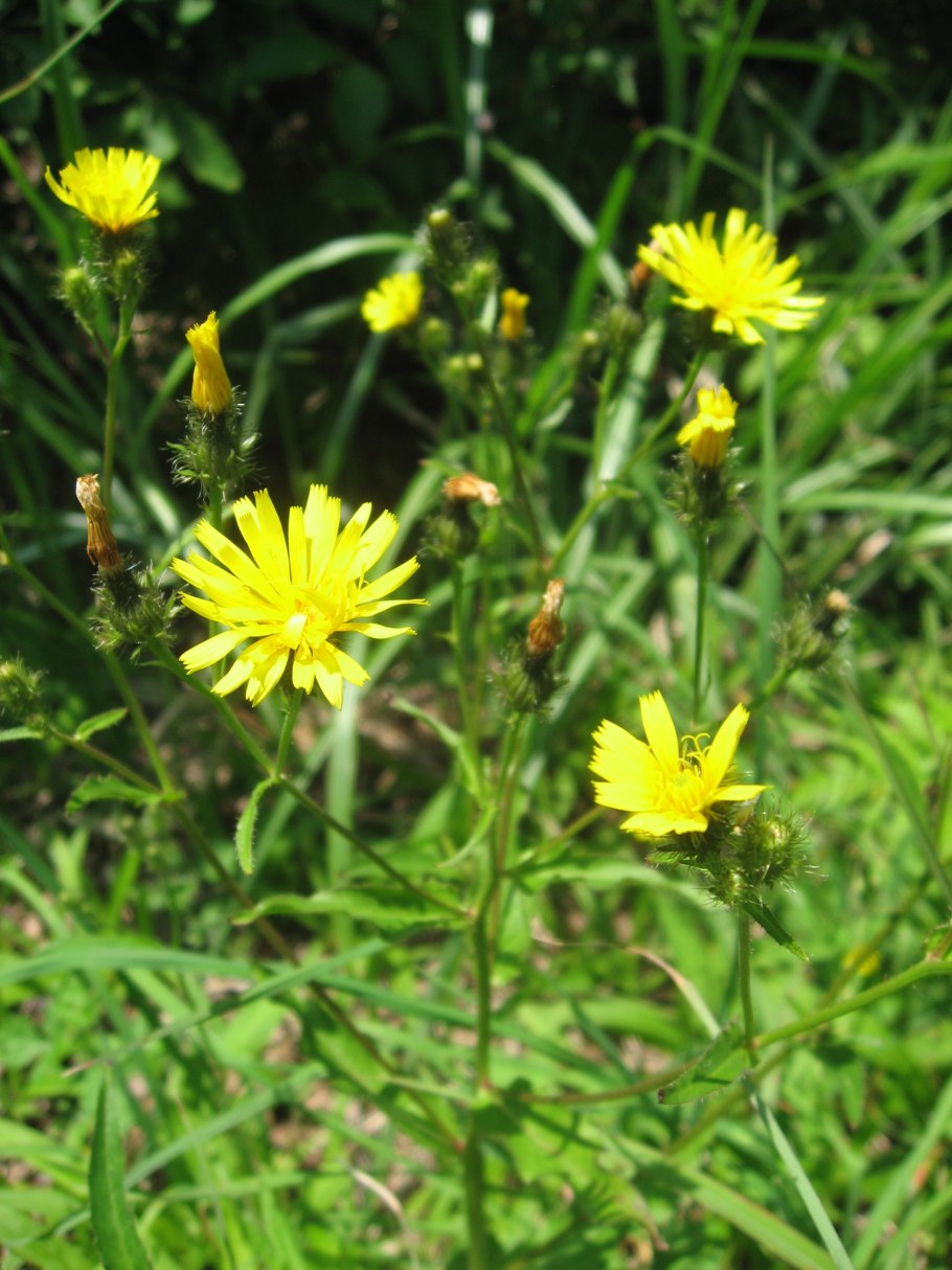 Гельминтотека синяковидная