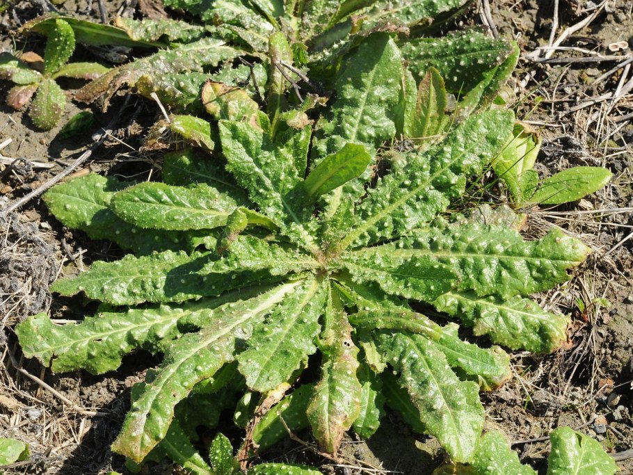 Горлюха малоцветковая