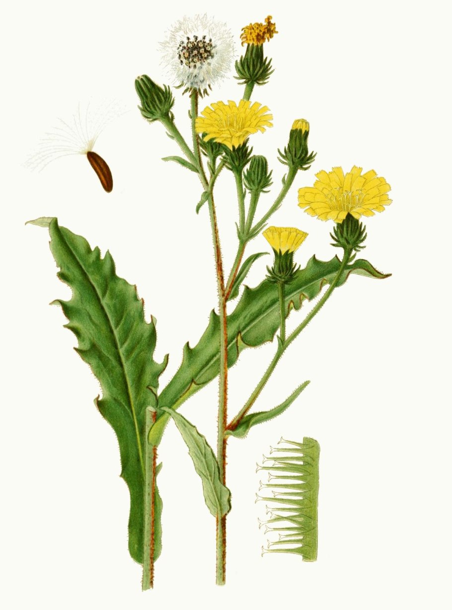 Горлюха синяковидная