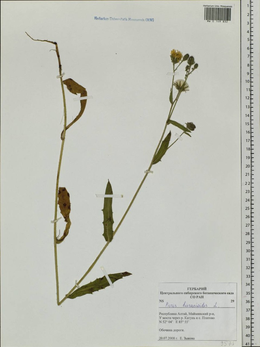 Рейхардия тингитанинская польза