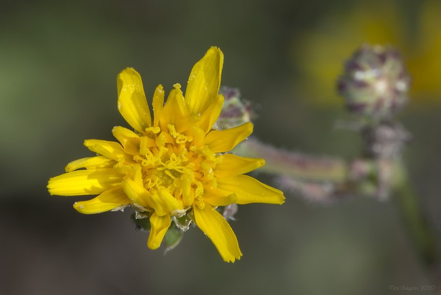 Горлюха ястребинковая соцветие