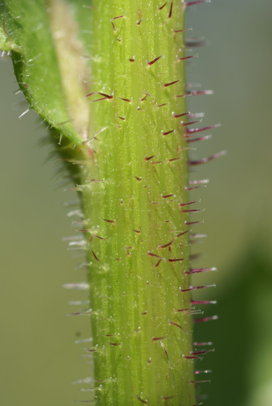 Горлюха ястребинковая формула цветка