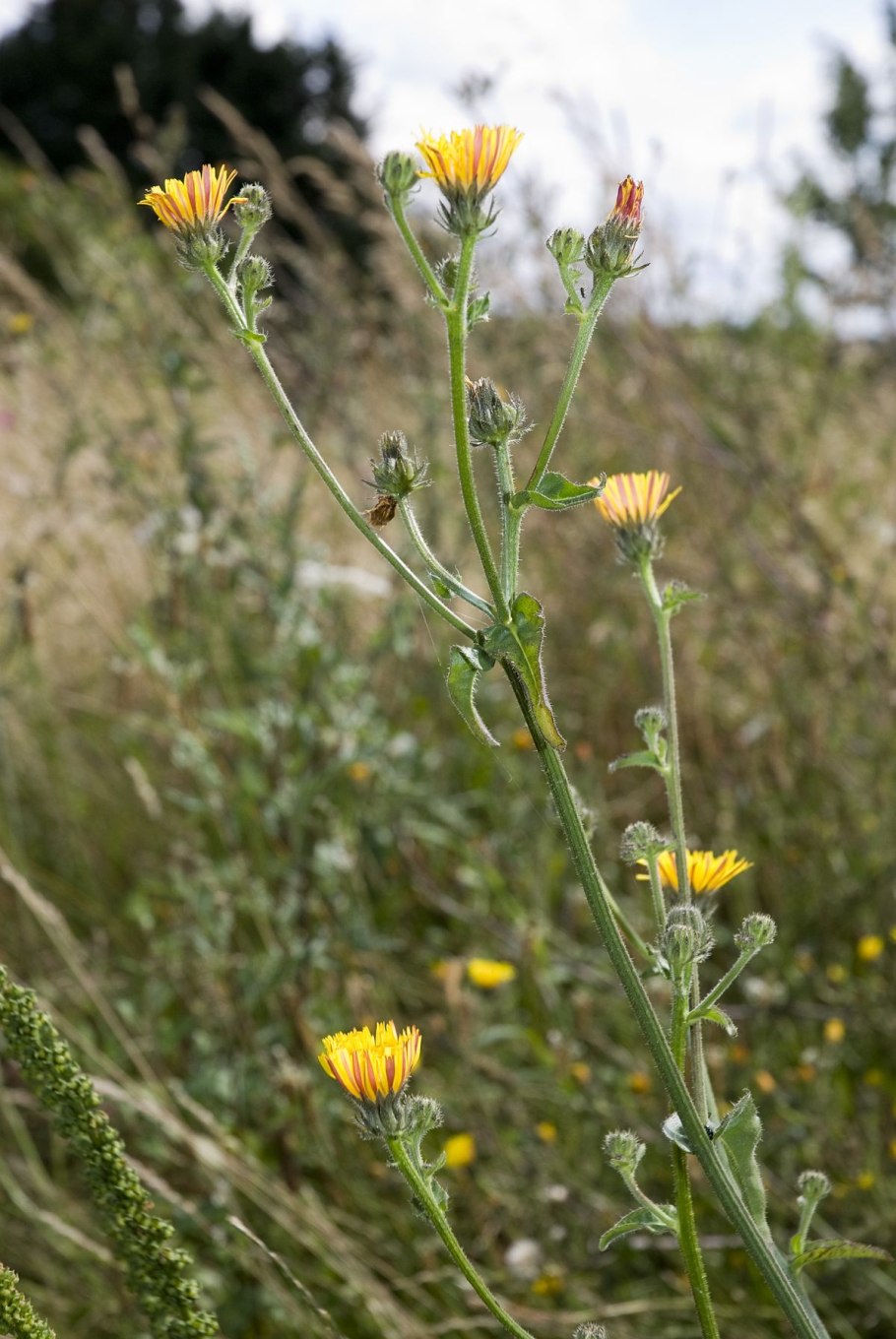 Горлюха ястребинковая формула цветка