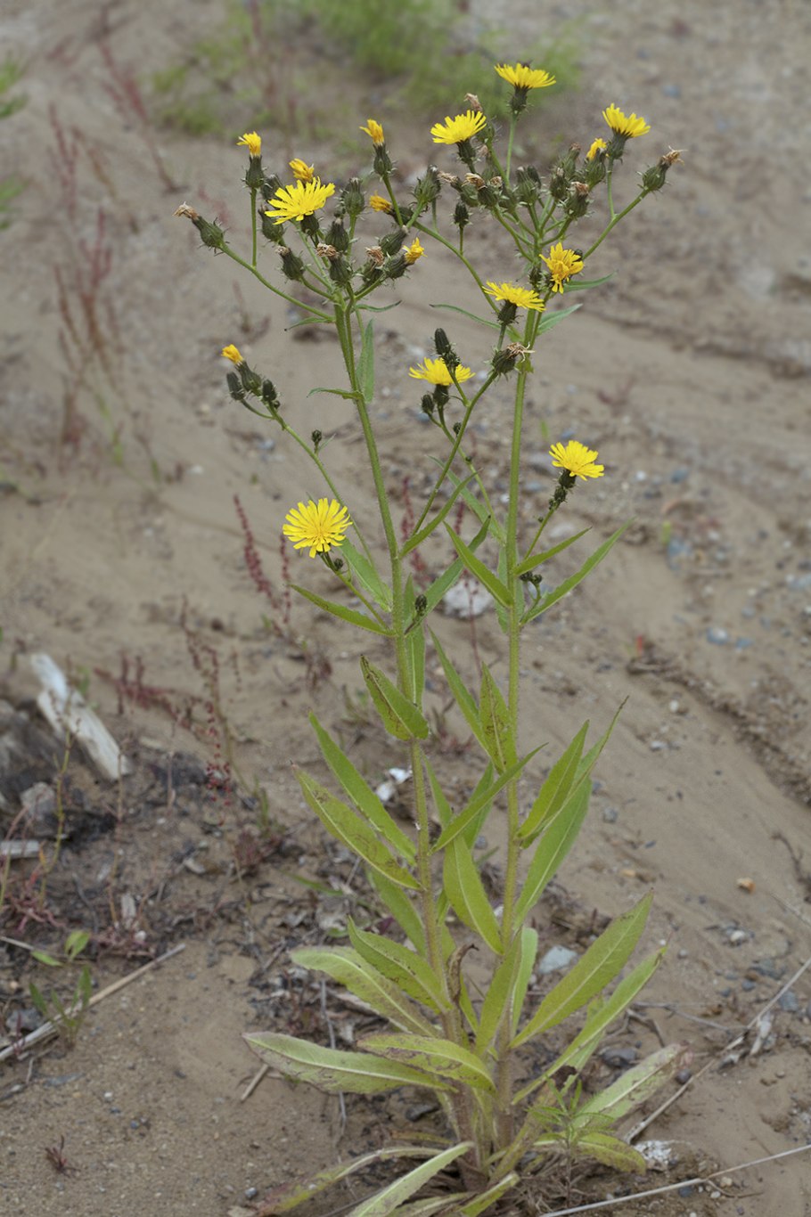 Горлюха Даурская