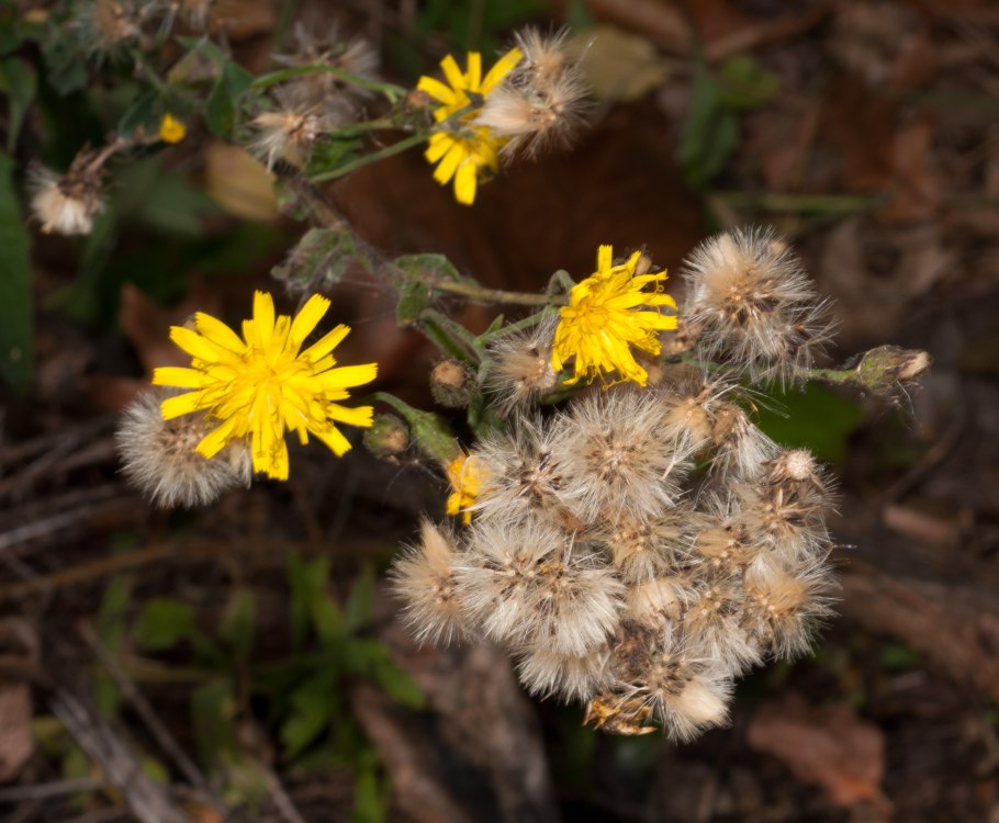 Hieracium canadense