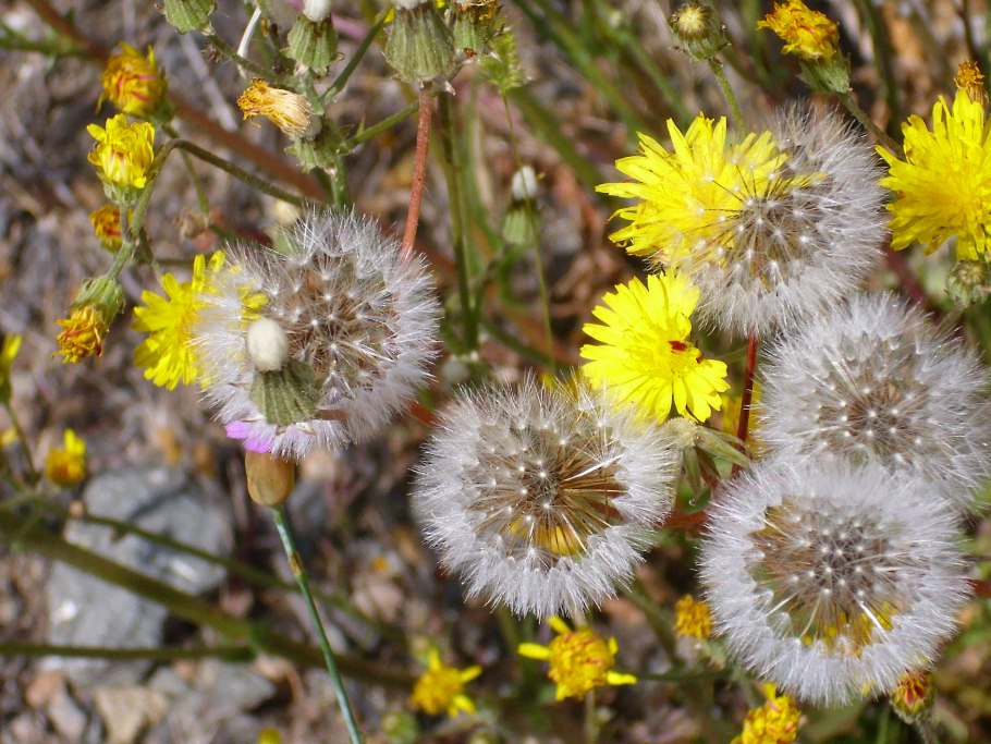 Горлюха малоцветковая
