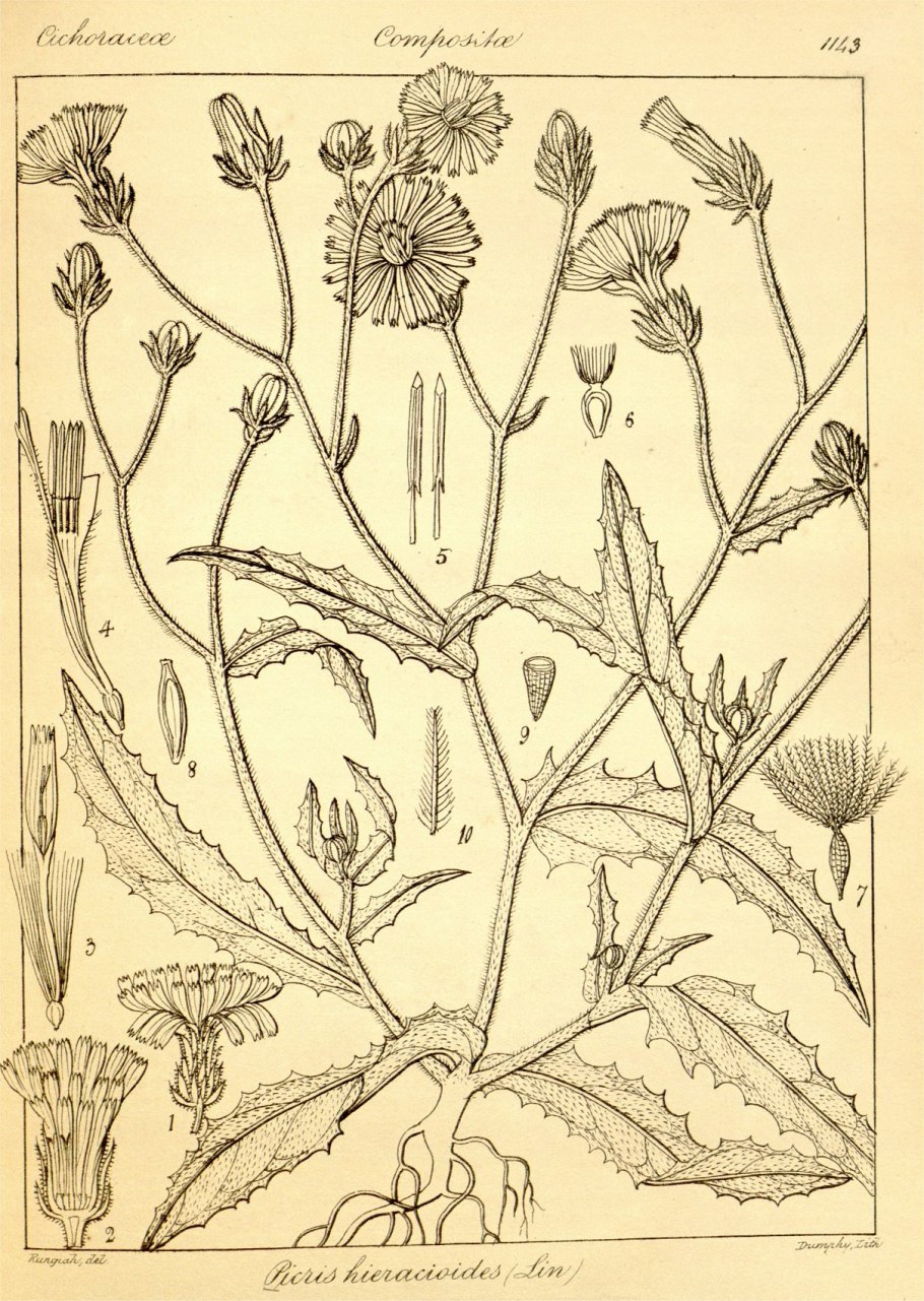 Одуванчик лекарственный taraxacum officinale