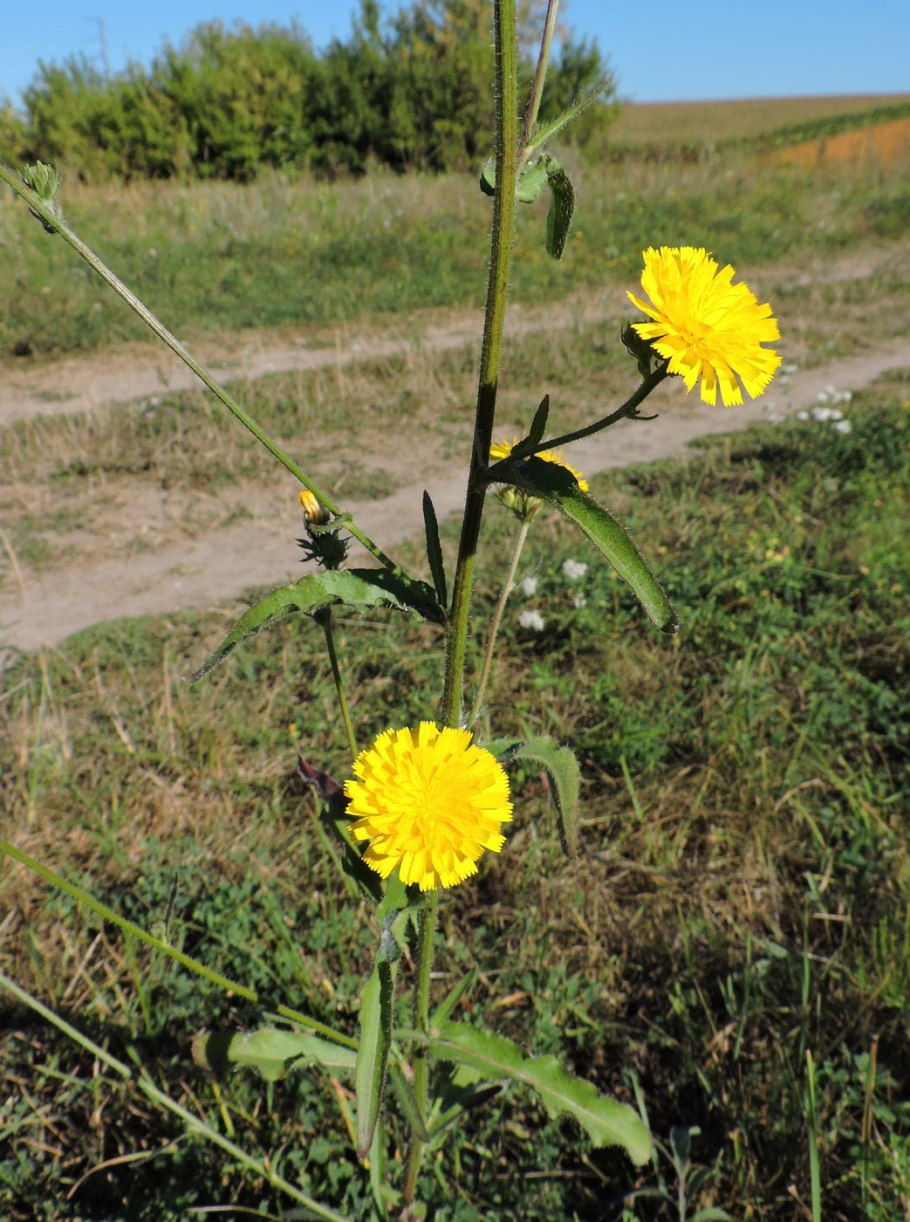 Горлюха ястребинковая формула цветка