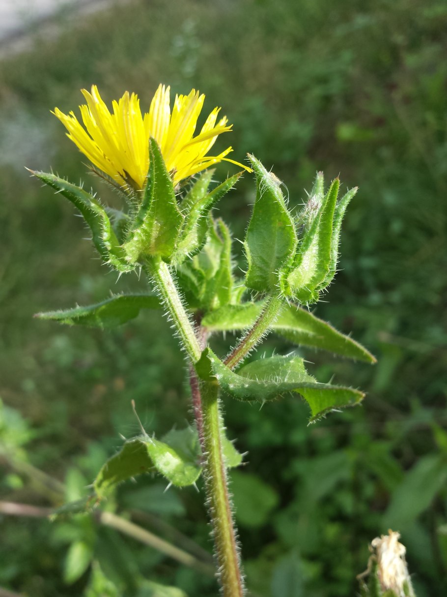 Helminthotheca echioides