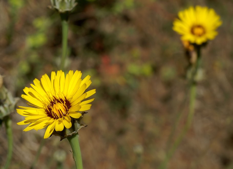 Гельминтотека синяковидная