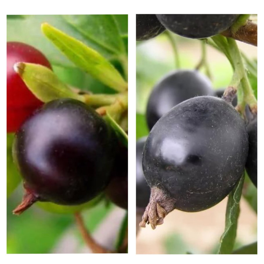 Жимолость йошта