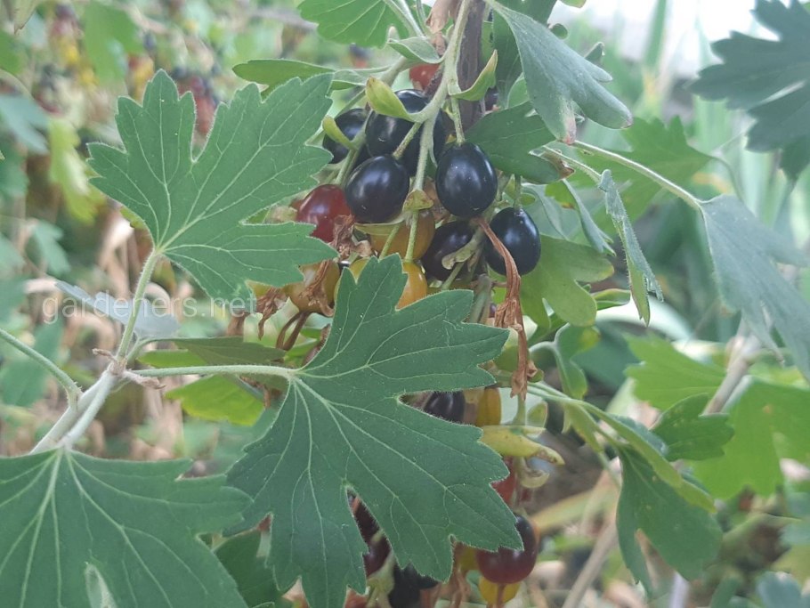 Барбарис йошта