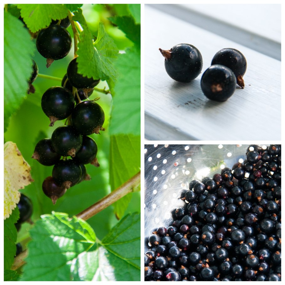 Саженцы черной смородины