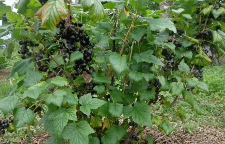 Смородина красная ribes rubrum красный крест