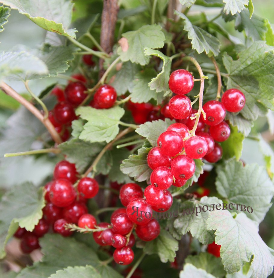 Смородина красная сорт натали