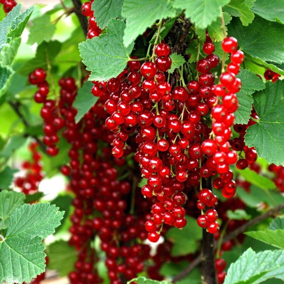 Смородина Фармакогнозия