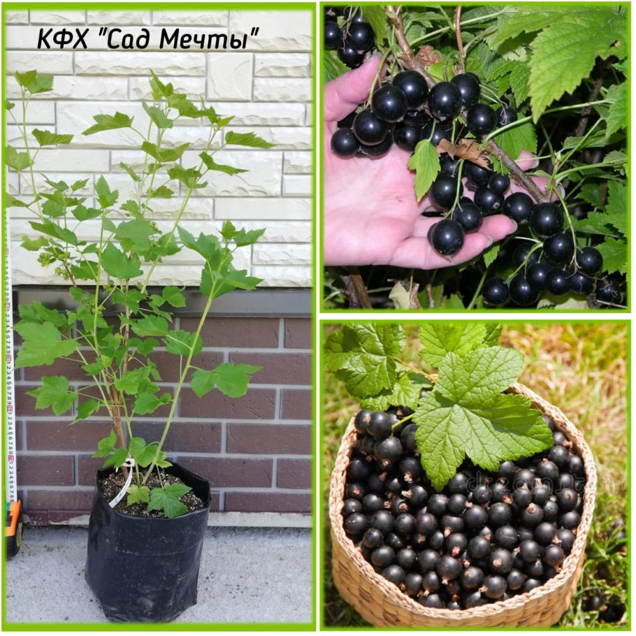 Смородина красная красная Андрейченко