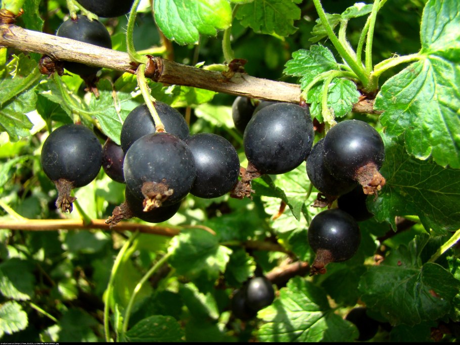 Йошта йохини