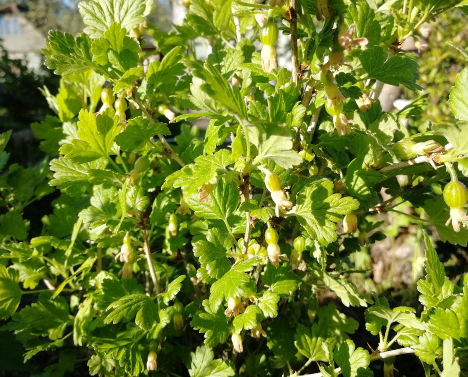 Крыжовник Буреинский