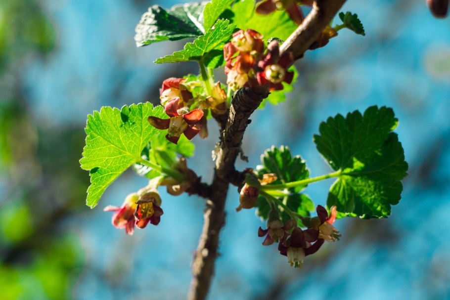 Йошта Йохини