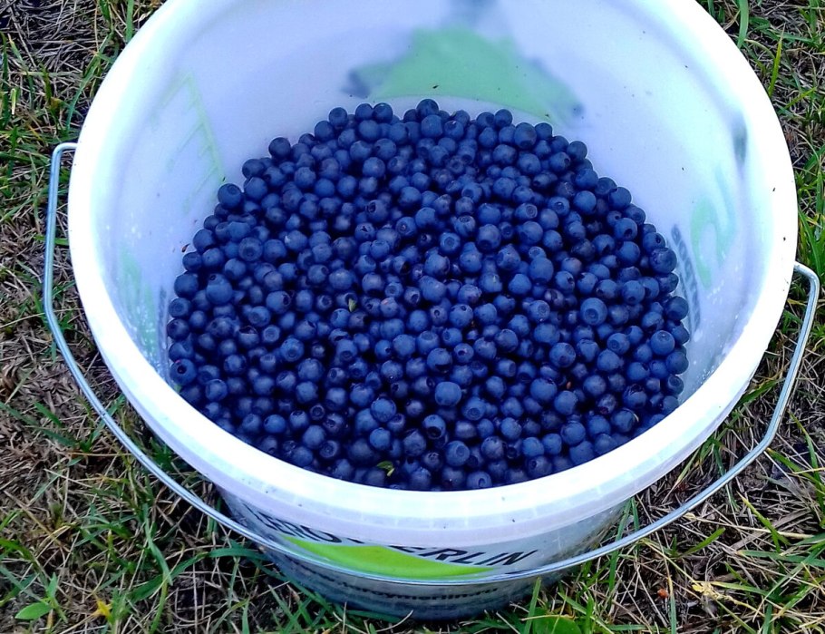 Смородина сорт Голубичка